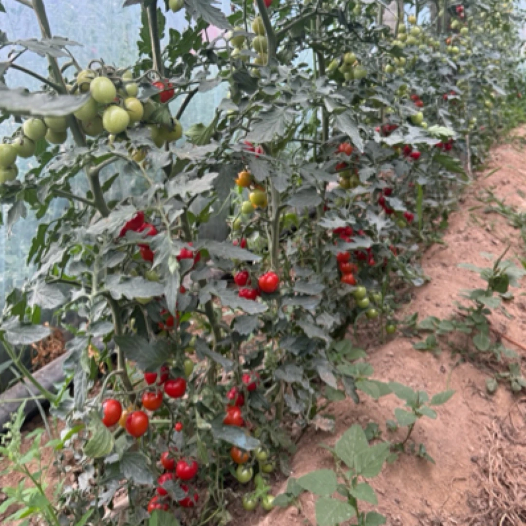 正宗第一茬新鲜采摘圣女果小西红柿孕妈代餐爆浆（一箱六个备损果）