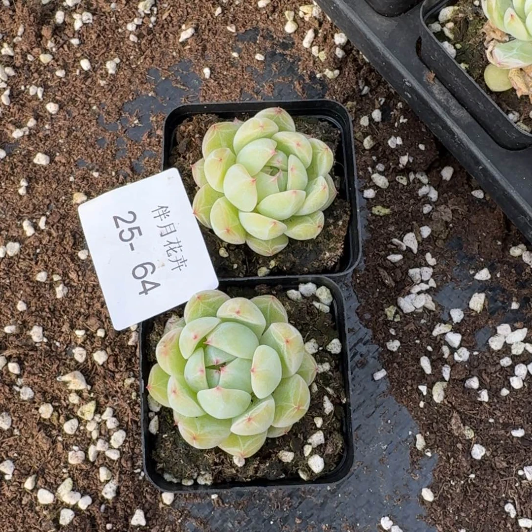 雪花珍妮两颗量拍25-64