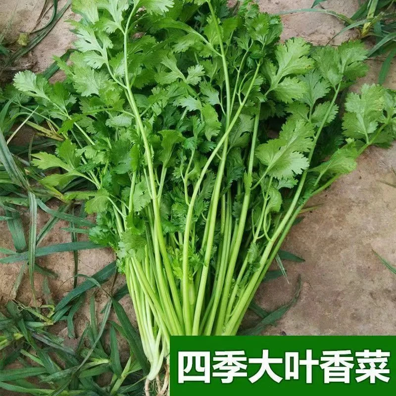四季大叶香菜四季种植阳台家庭蔬菜种子蔬菜盆栽小院夏天