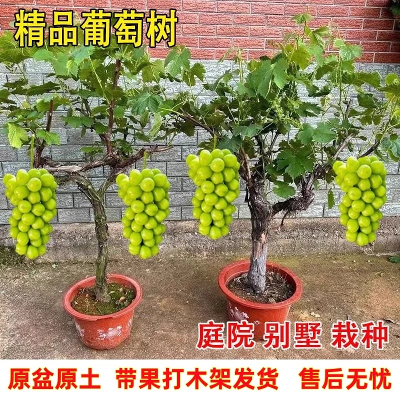 大葡萄树庭院盆栽南北方种植耐寒植物原杯原土带果发货打木架