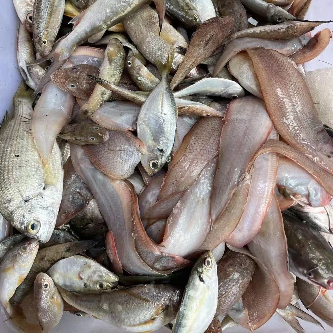 海杂鱼--现称顺丰发货 包鲜/不包活