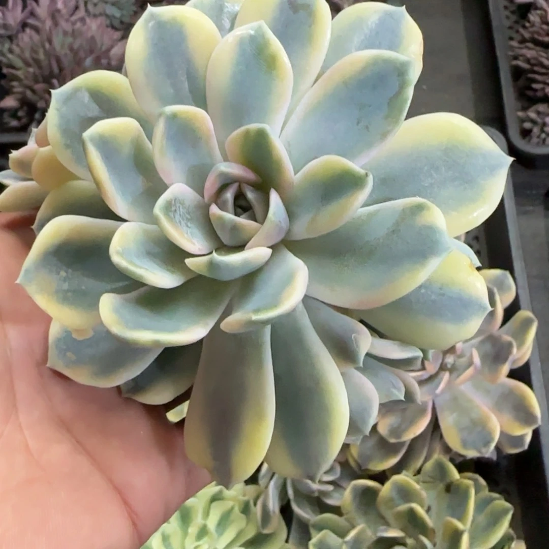 汉堡锦群多肉植物