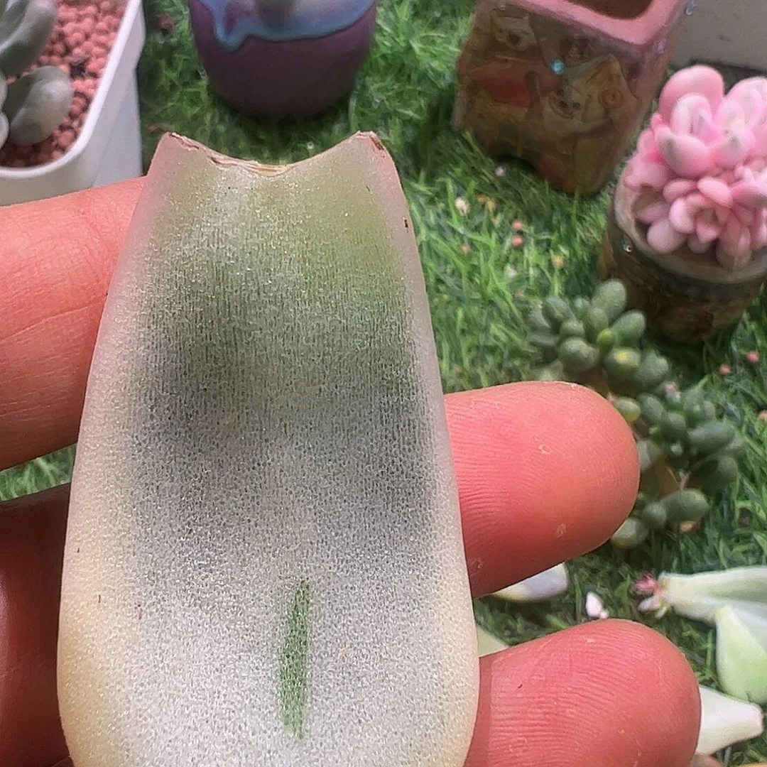 F***s多肉植物多肉植物
