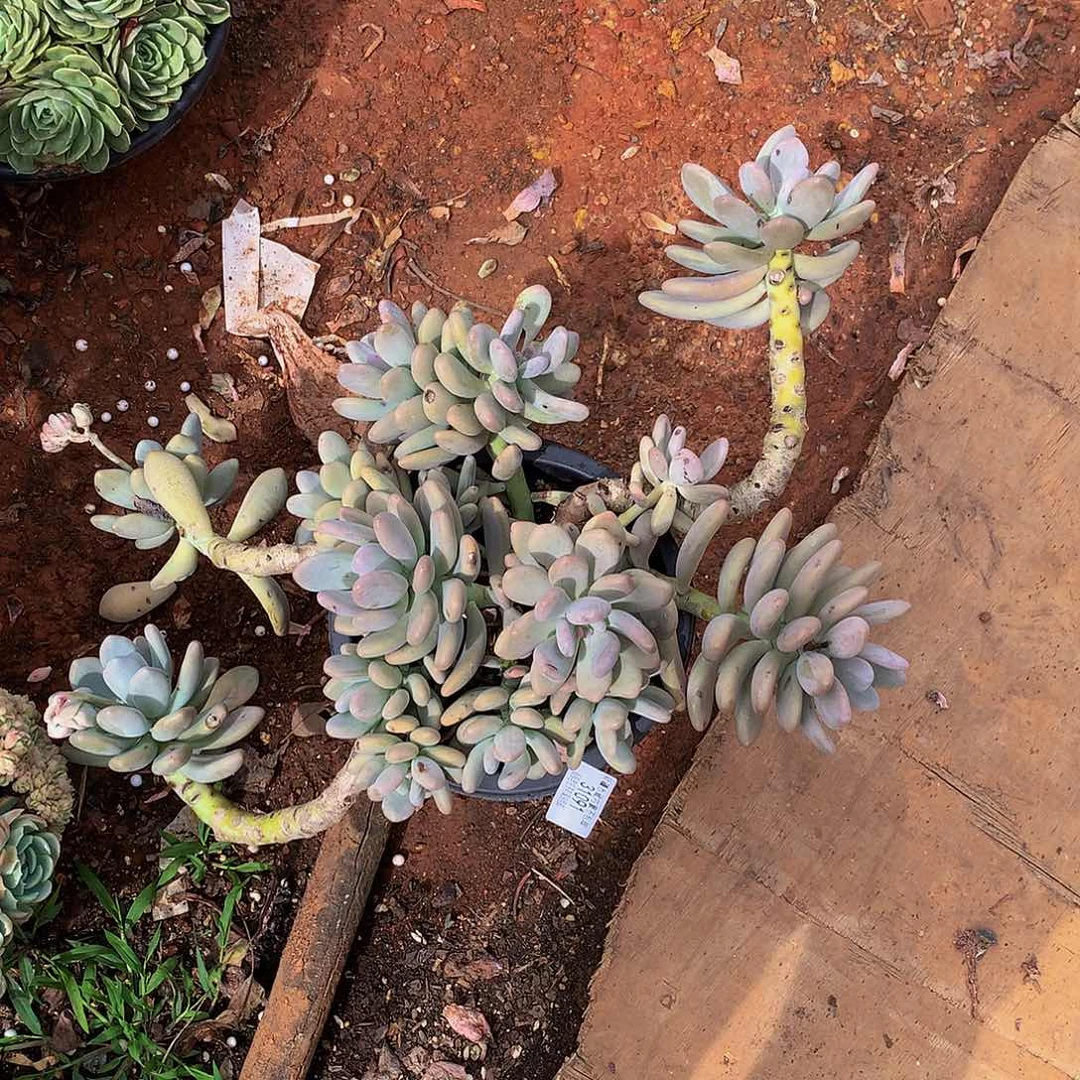 c****临桃美人31091多肉多肉