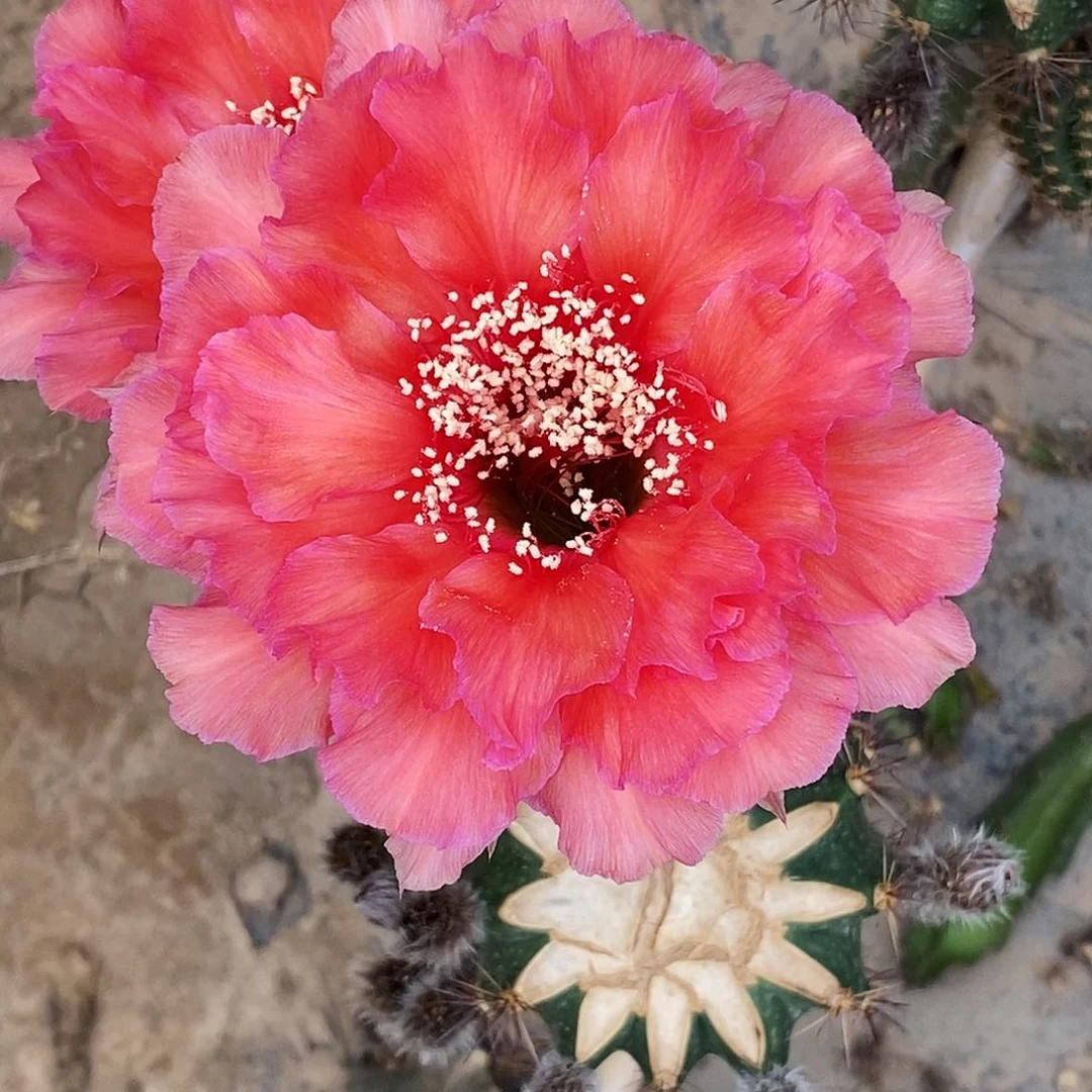 今***星彩 晚晴侧芽歪3公分左右