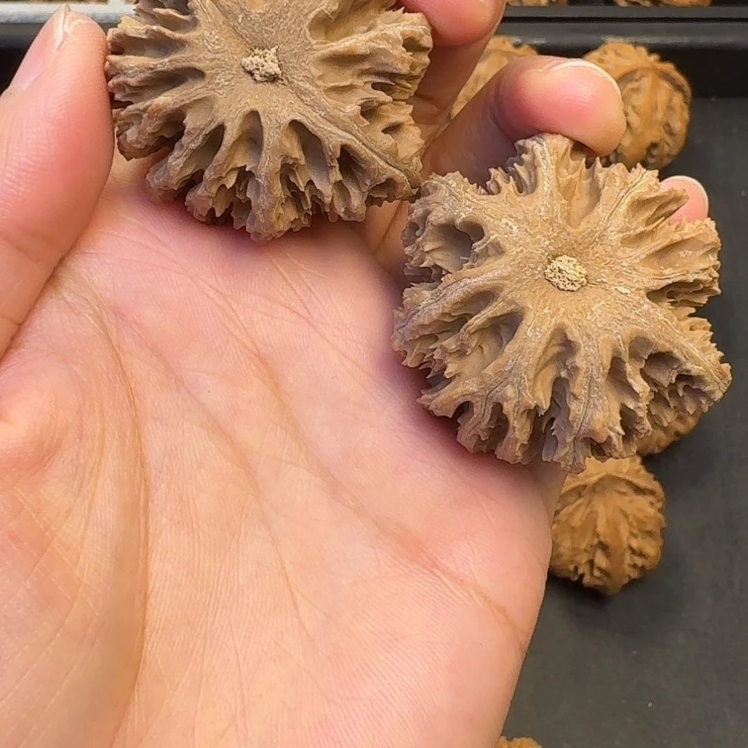 核桃突突突突突突突突突突突突突突