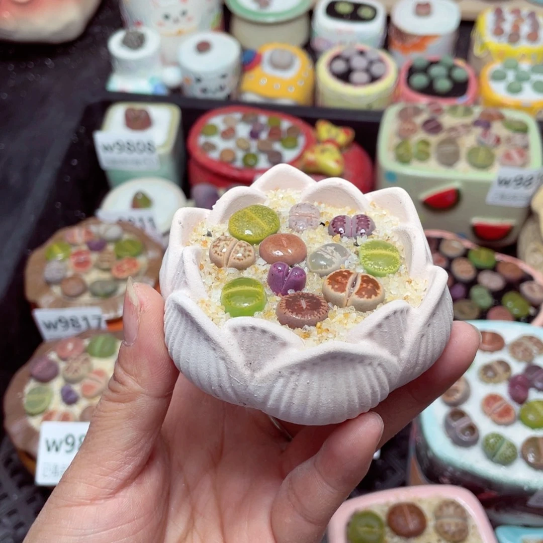 w9825 -零下地区拍保温箱-15支持寄养