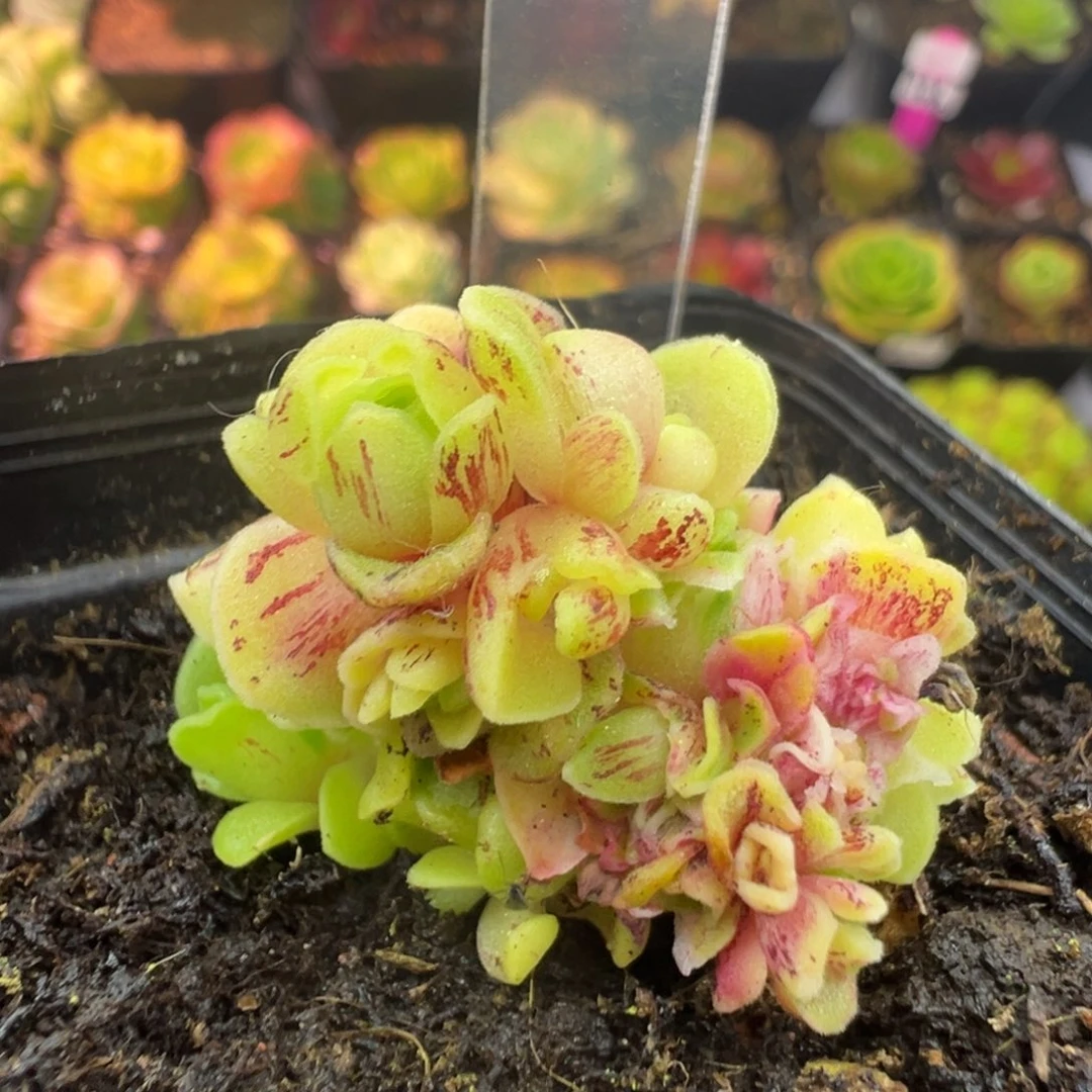 L37半城玫瑰秋夕锦缀