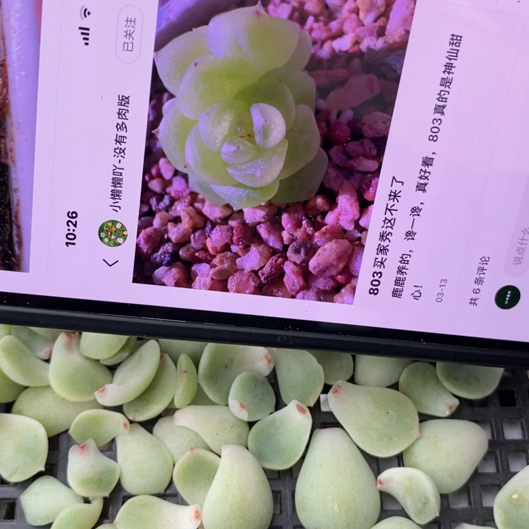 纯叶片甜心803一片多肉叶子