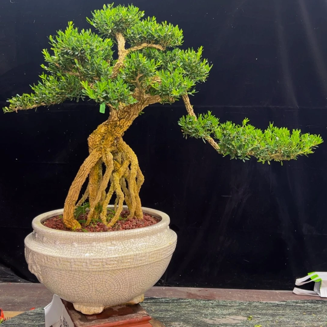 无花朵广东黄杨盆景