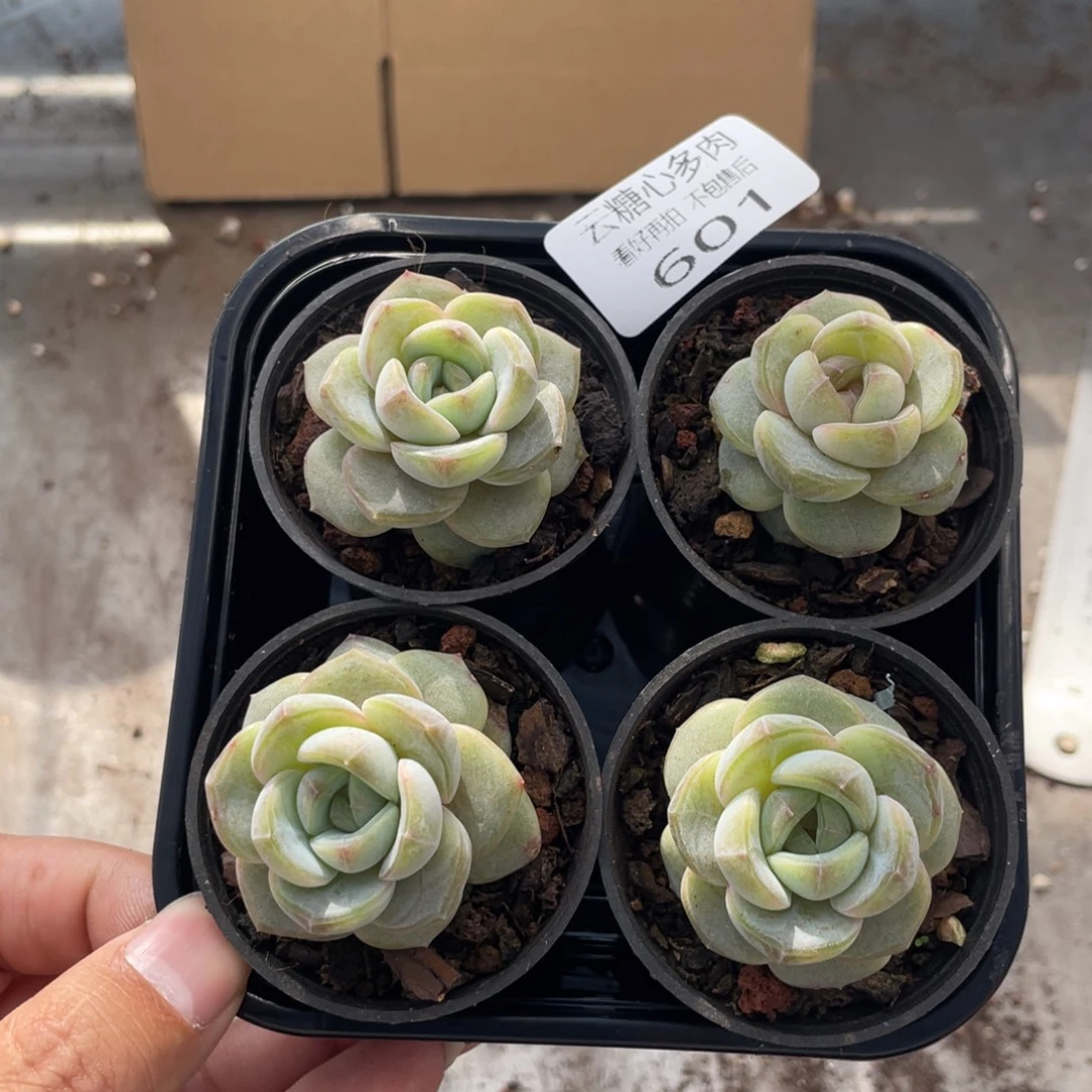 云糖心多肉植物601