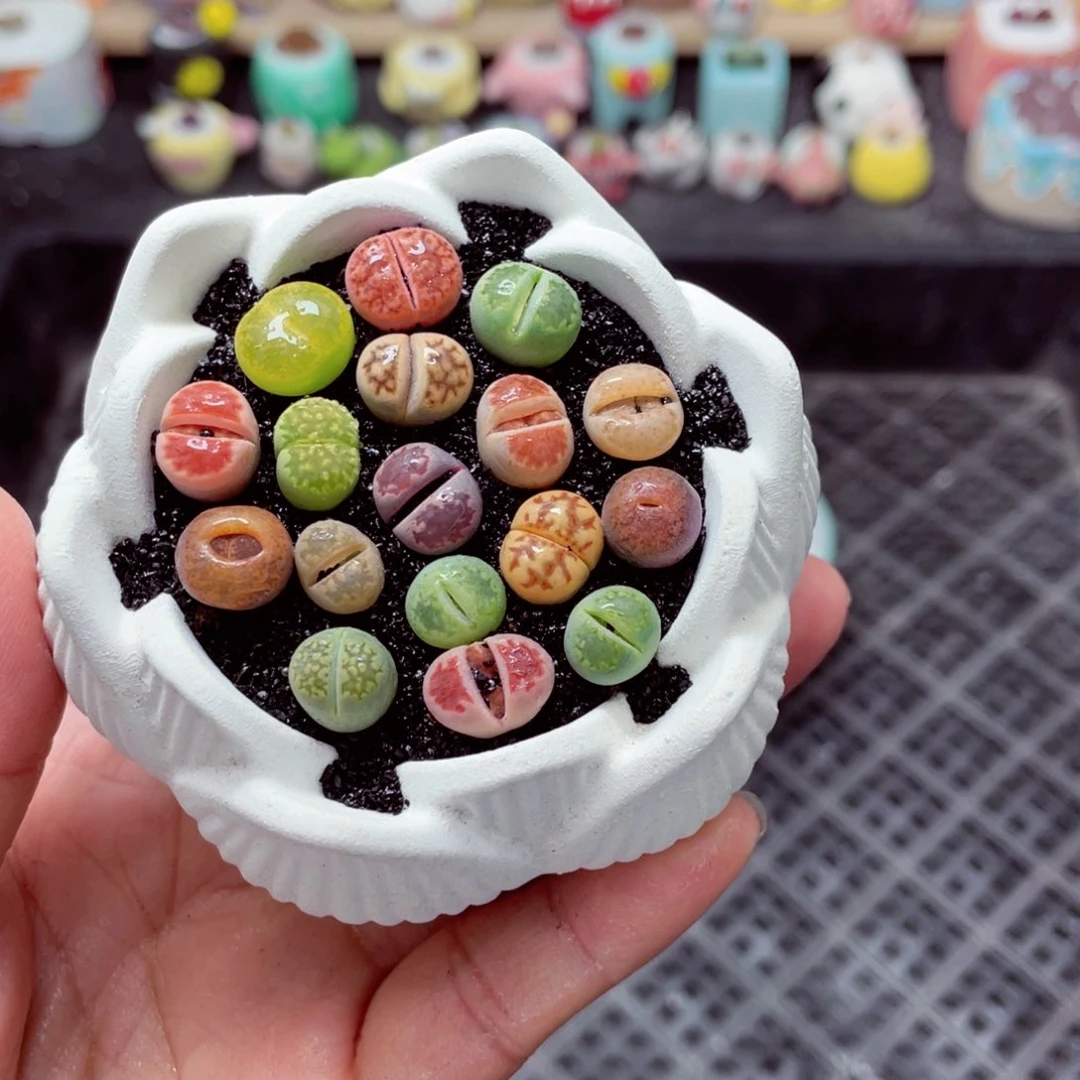 w5034 带盆土发货-零下地区拍保温箱