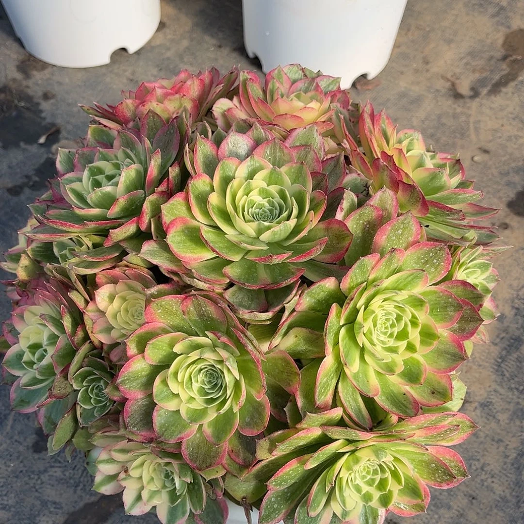 海仙法师多肉植物漂亮