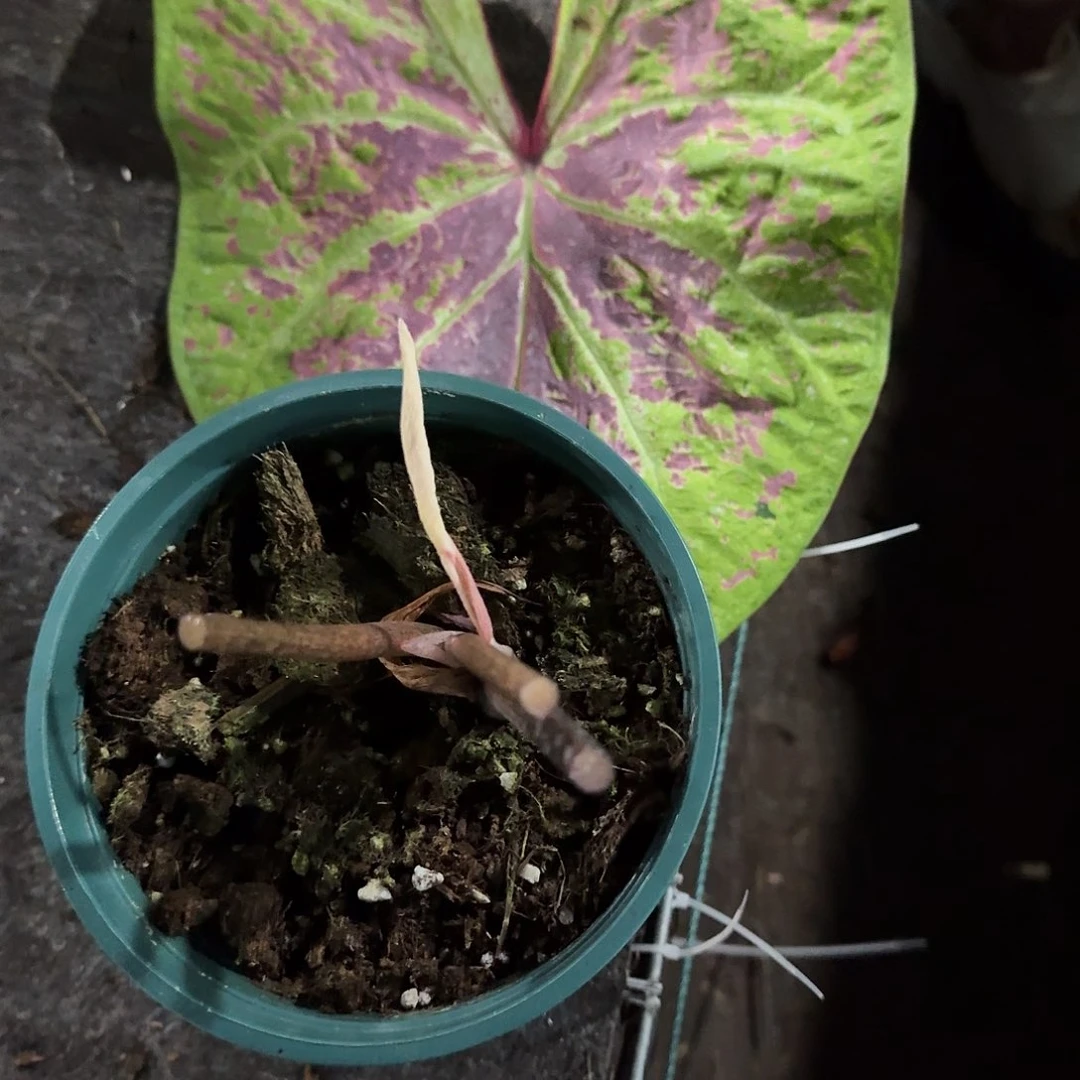 完全开放粉泡泡桩子随机发