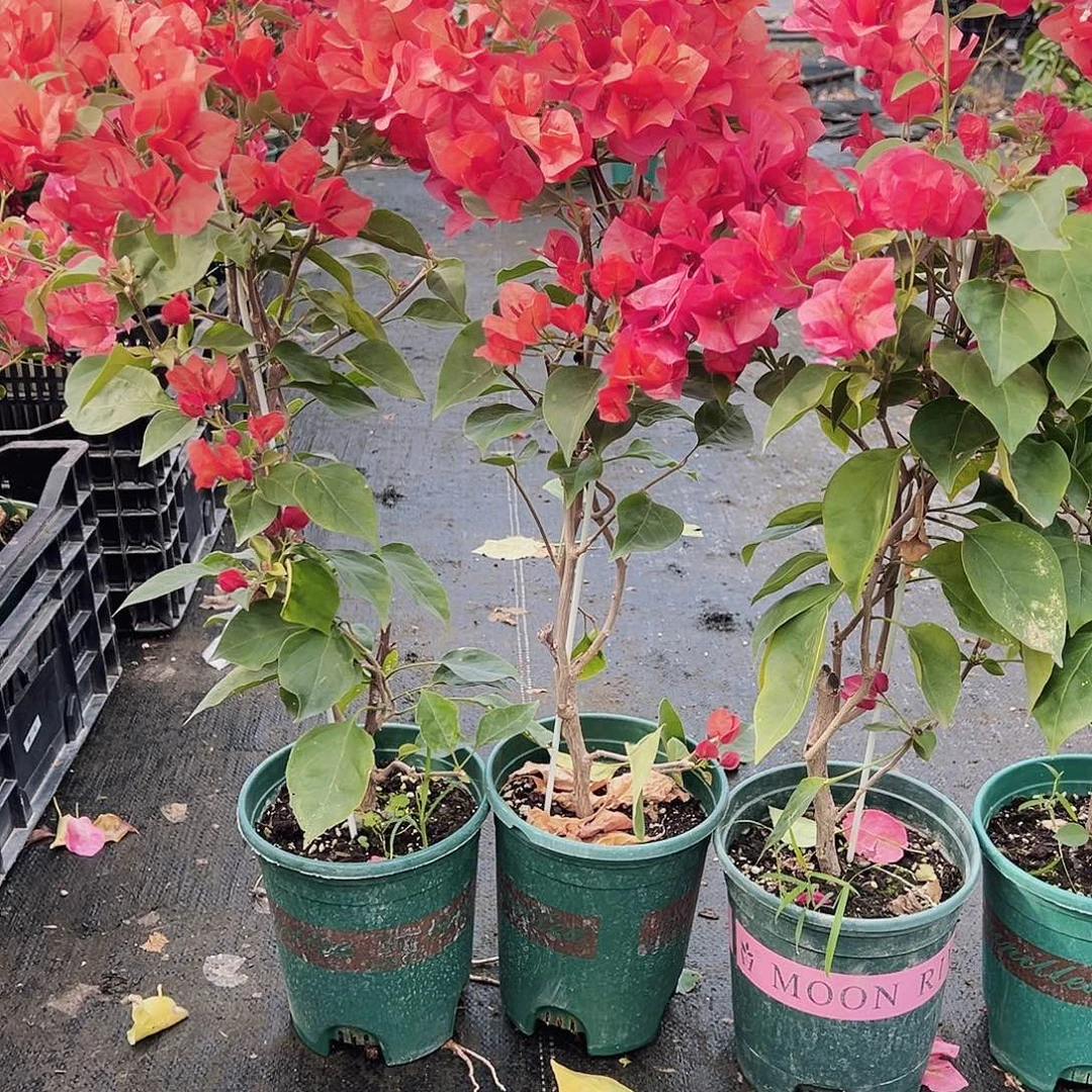 大部分花苞少量开放不甜西瓜带竹一颗