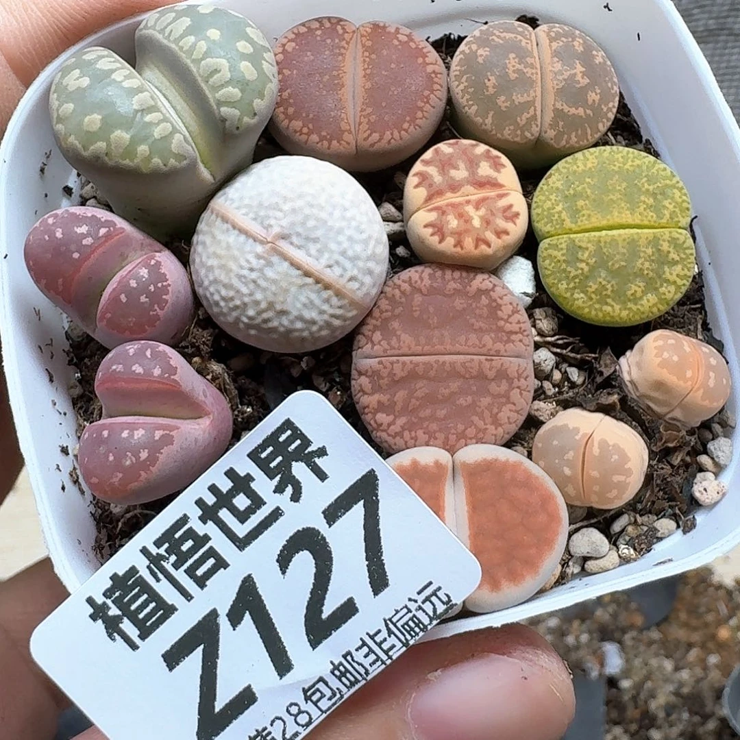 多肉植物的人生fgb