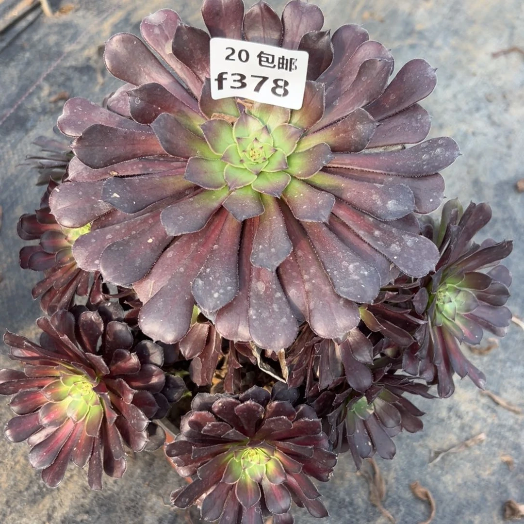 378红铜中斑，青禾多肉法师