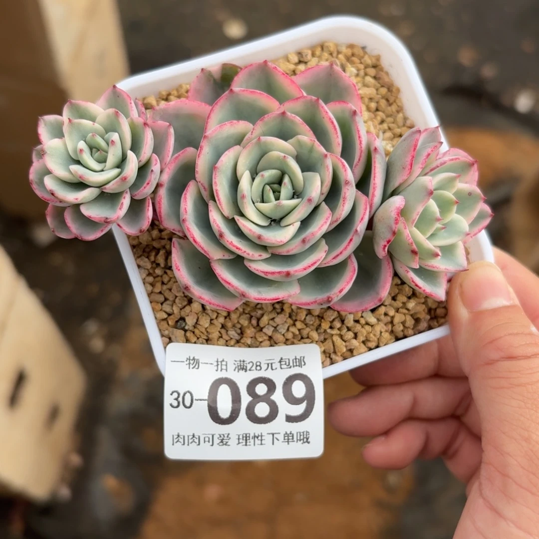 黄桃锦整无盆土发货