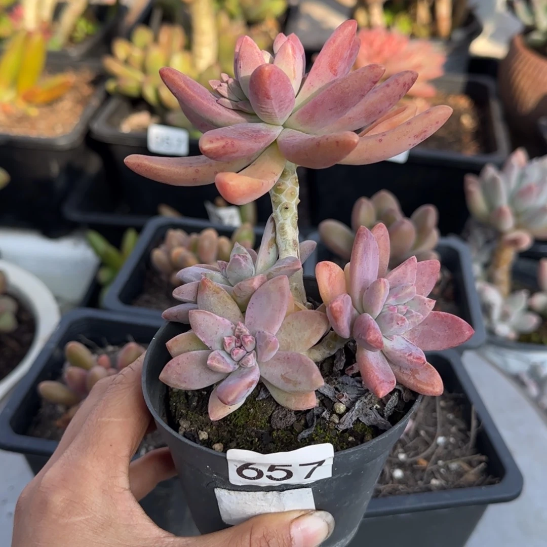 657号一物一拍一物一拍