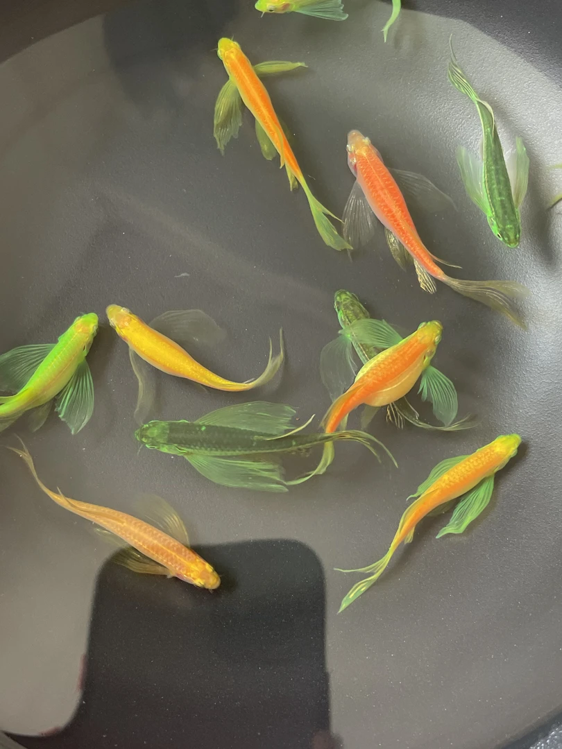 七彩蝶翼长尾斑马鱼热带淡水观赏鱼活体好养可混养鱼包邮观赏鱼