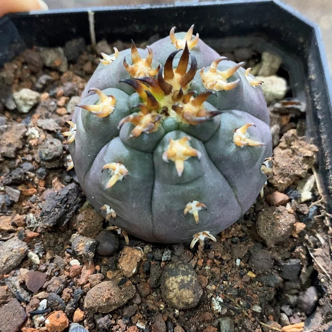 孤品实生短豪刺猫爪3.7cm