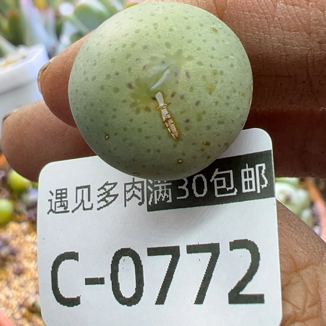 多肉植物11111111111111