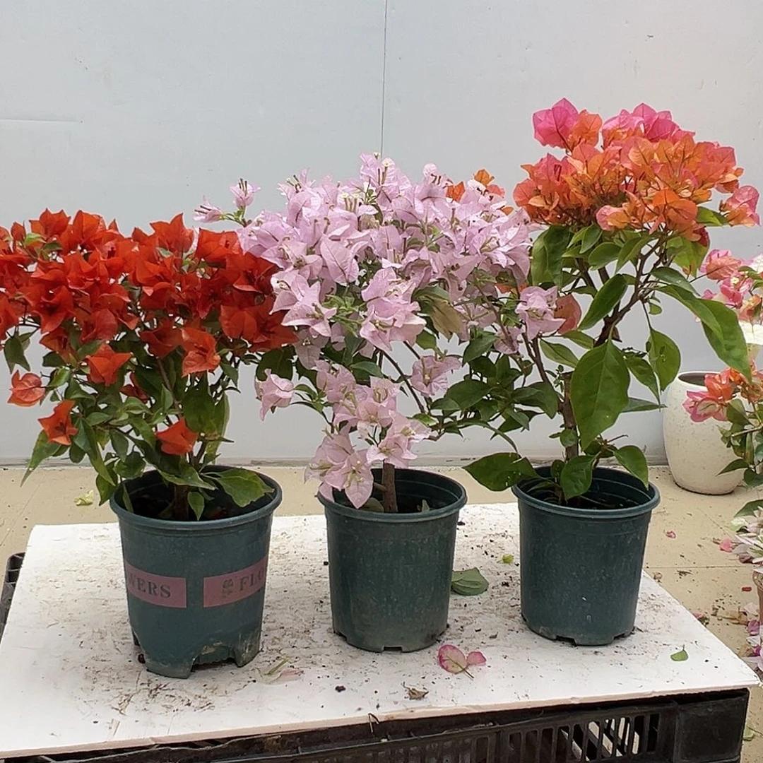 大部分花苞少量开放红桑巴，苹果花，波妹组合