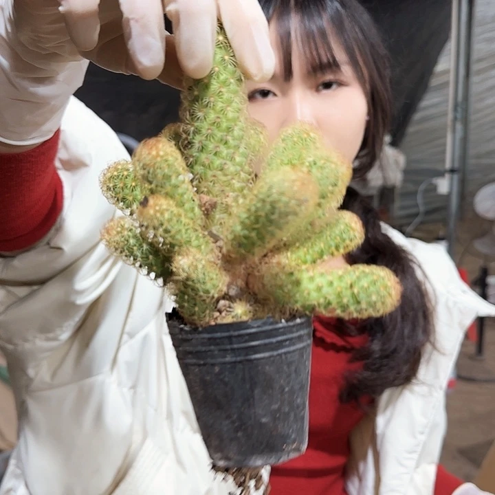 银手指三颗1111111111111