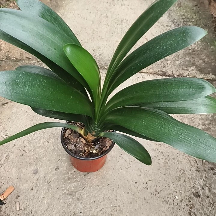 完全开放黑蝶*黑魁大苗一颗