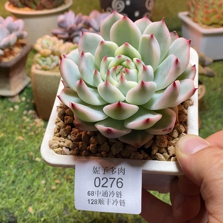 0276啊啊啊啊啊啊啊啊啊啊