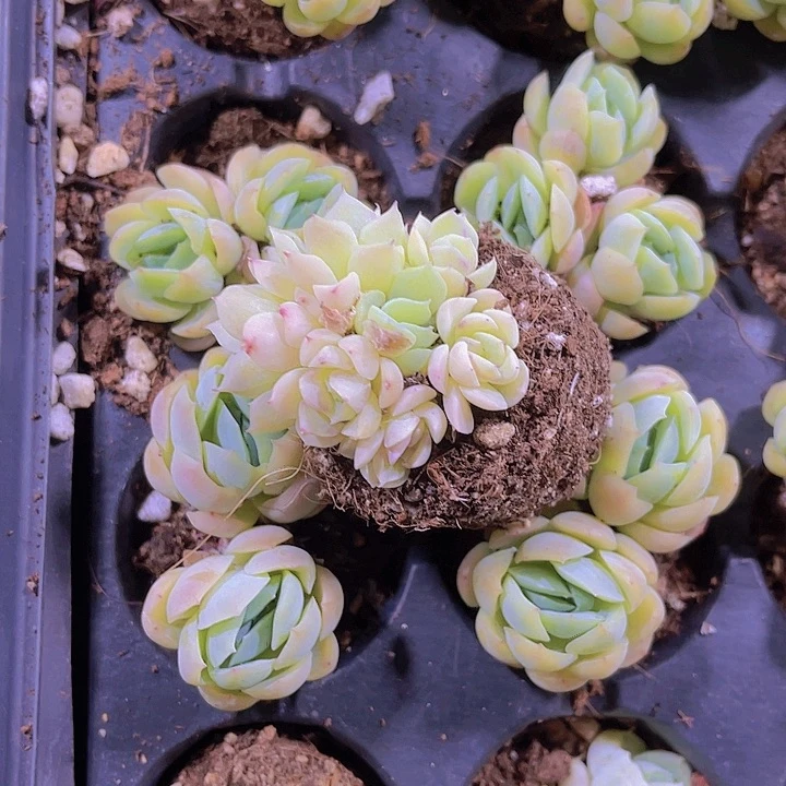 精品贝瑞群多头多肉