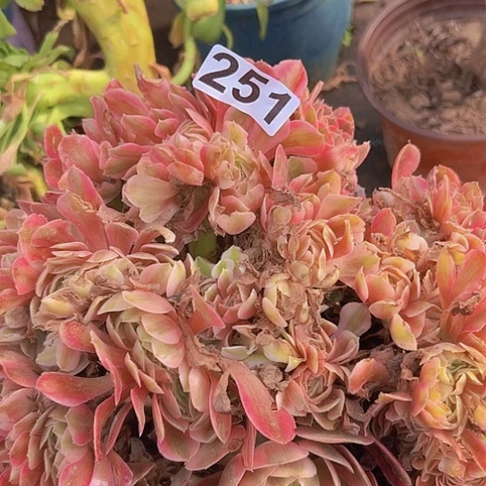 魔****多肉植物一个法师