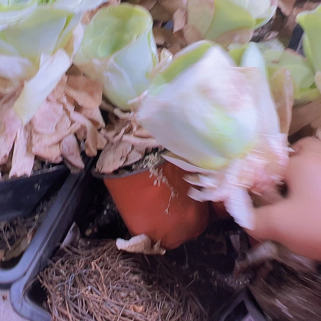 908大白玉杯杯母本不满19发小的