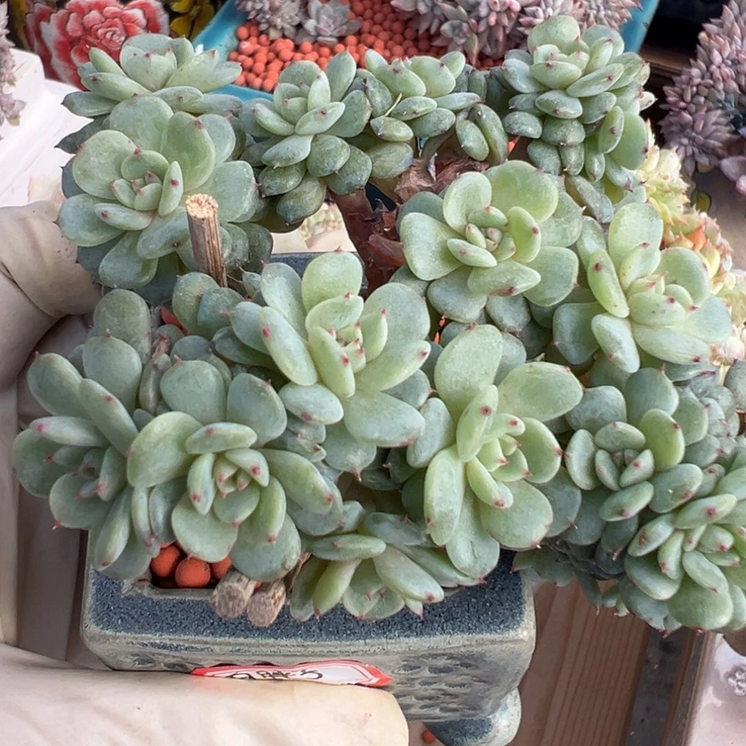 新年快乐 新年快乐