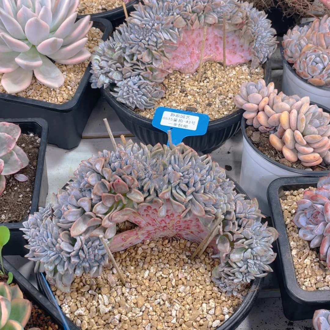 0615-43-树形板缀星影一颗量拍