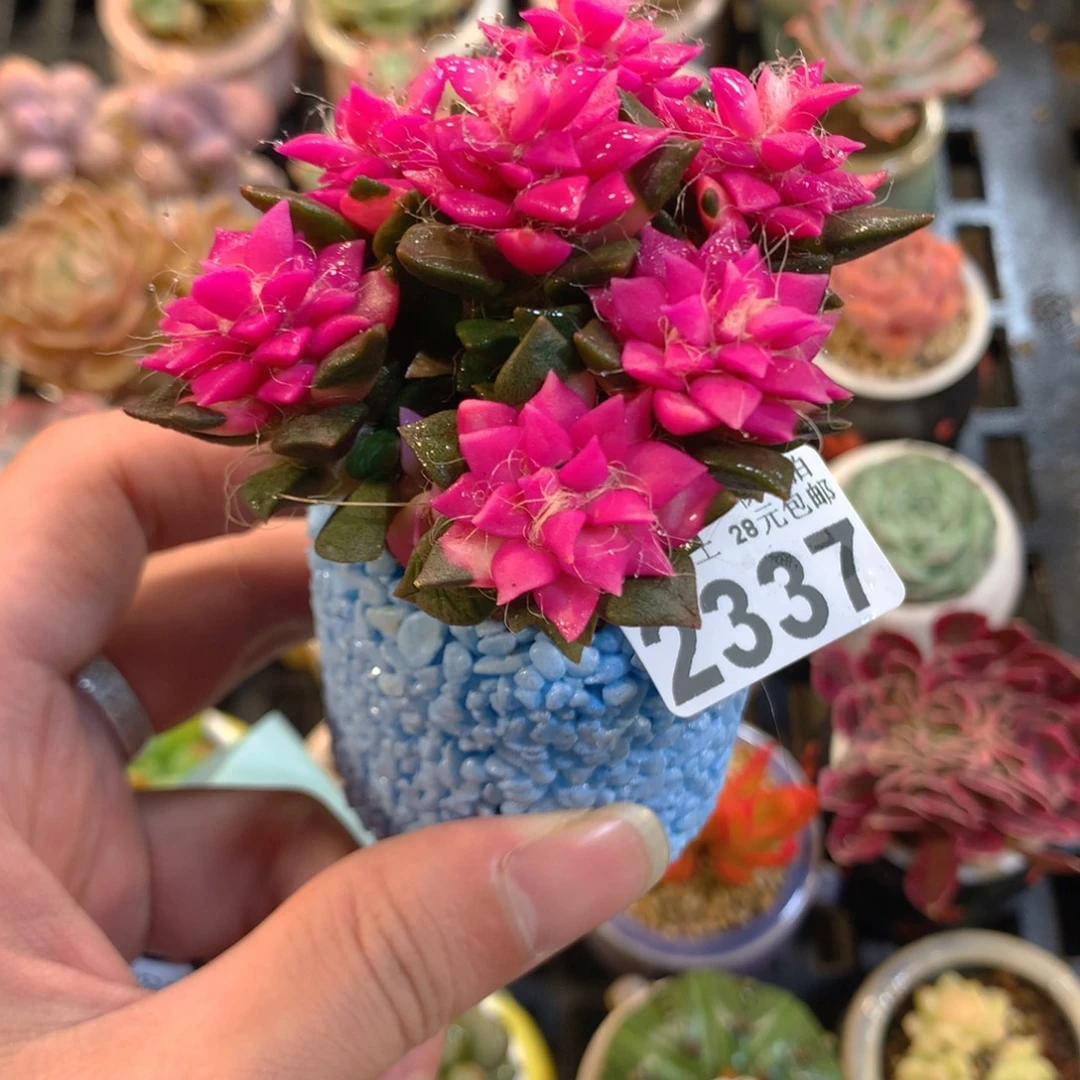 5厘米盆精控多肉2337