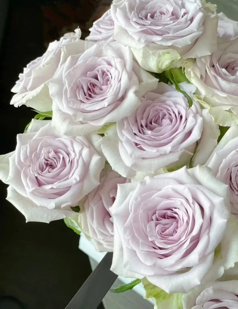 【海洋之心】10枝单头玫瑰  | 全场两单升级快递