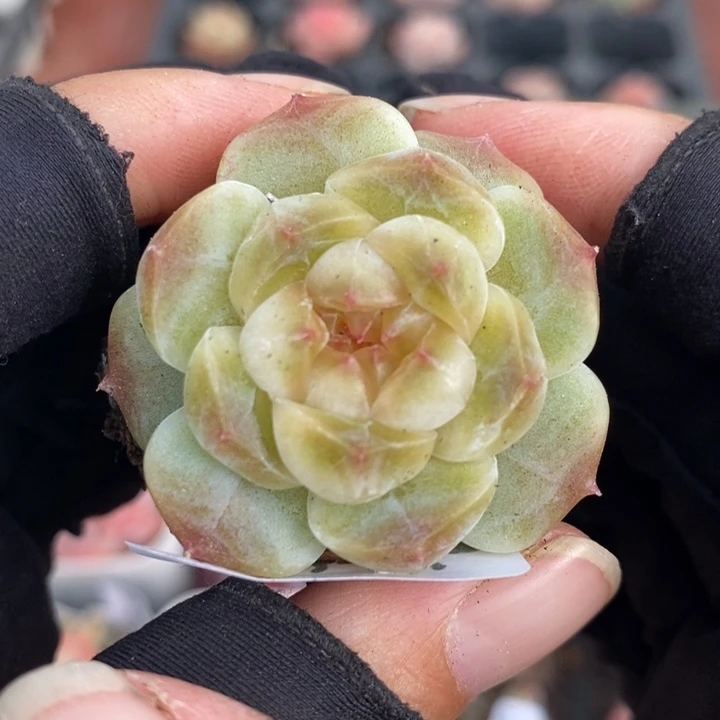 1213-560，黄心魄多肉