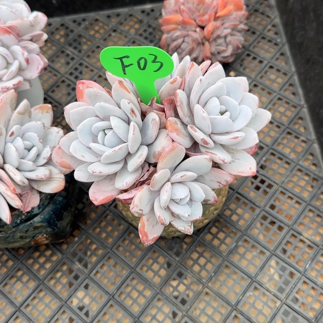 谁***～F03雪莲啊啊啊啊啊