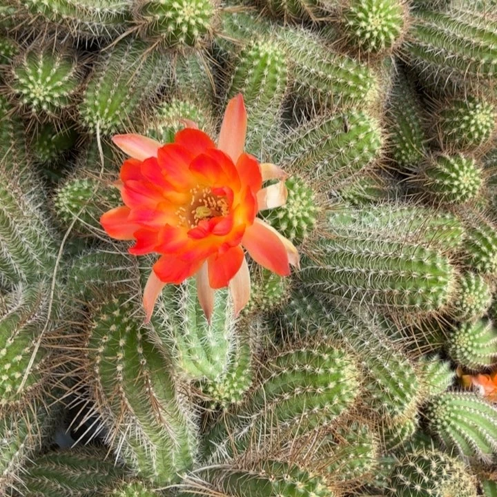 矮胖白檀199侧芽一个