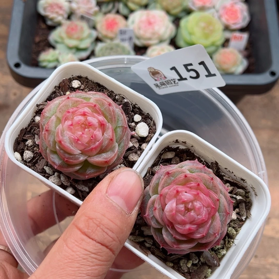 多肉植物多肉植物