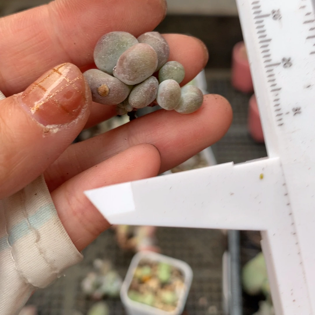 油煎锦嚯哈哈哈哈哈