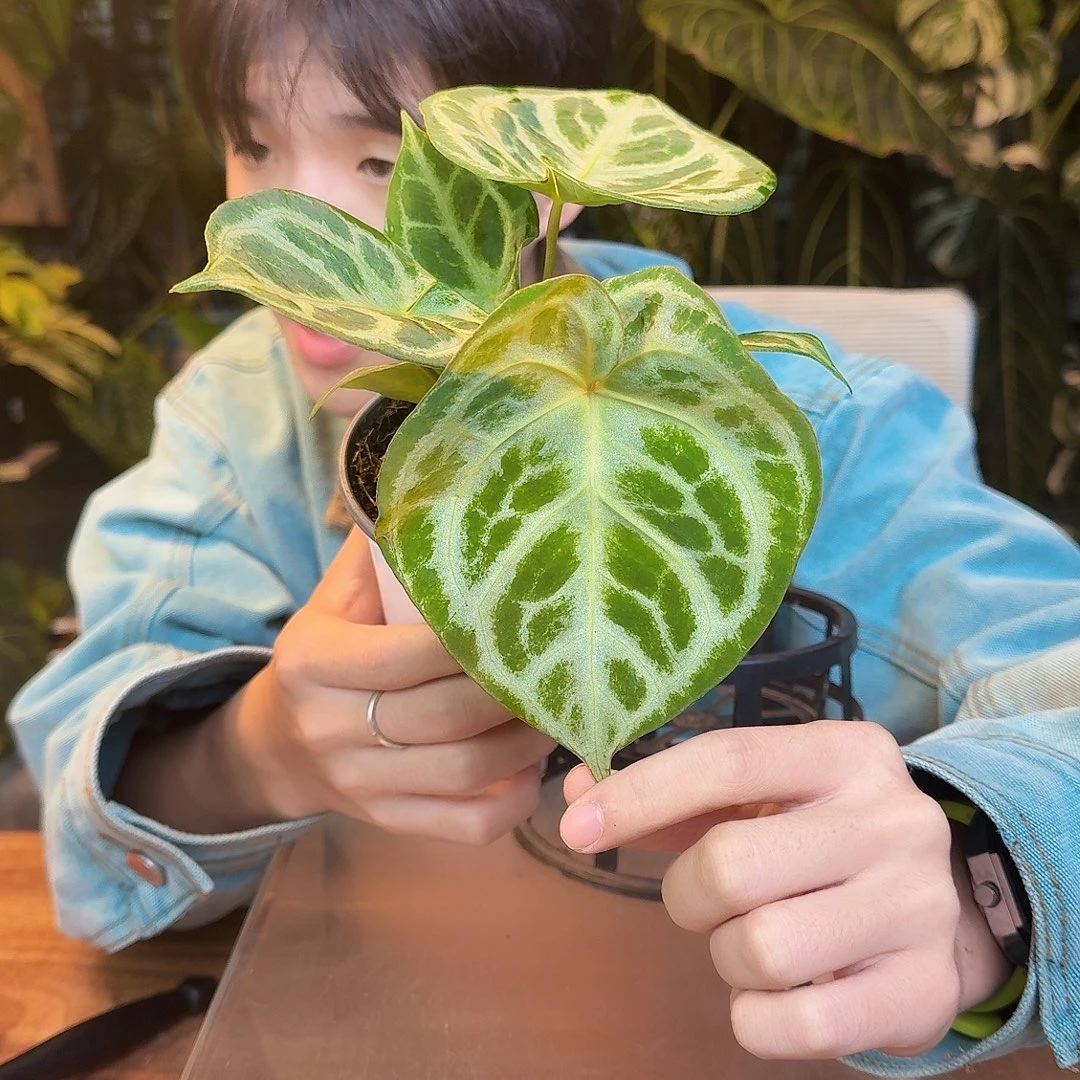 完全开放Y29铜锣烧轻微叶损无售后