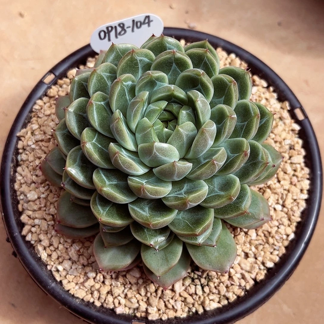 0918-104新品绝绝子