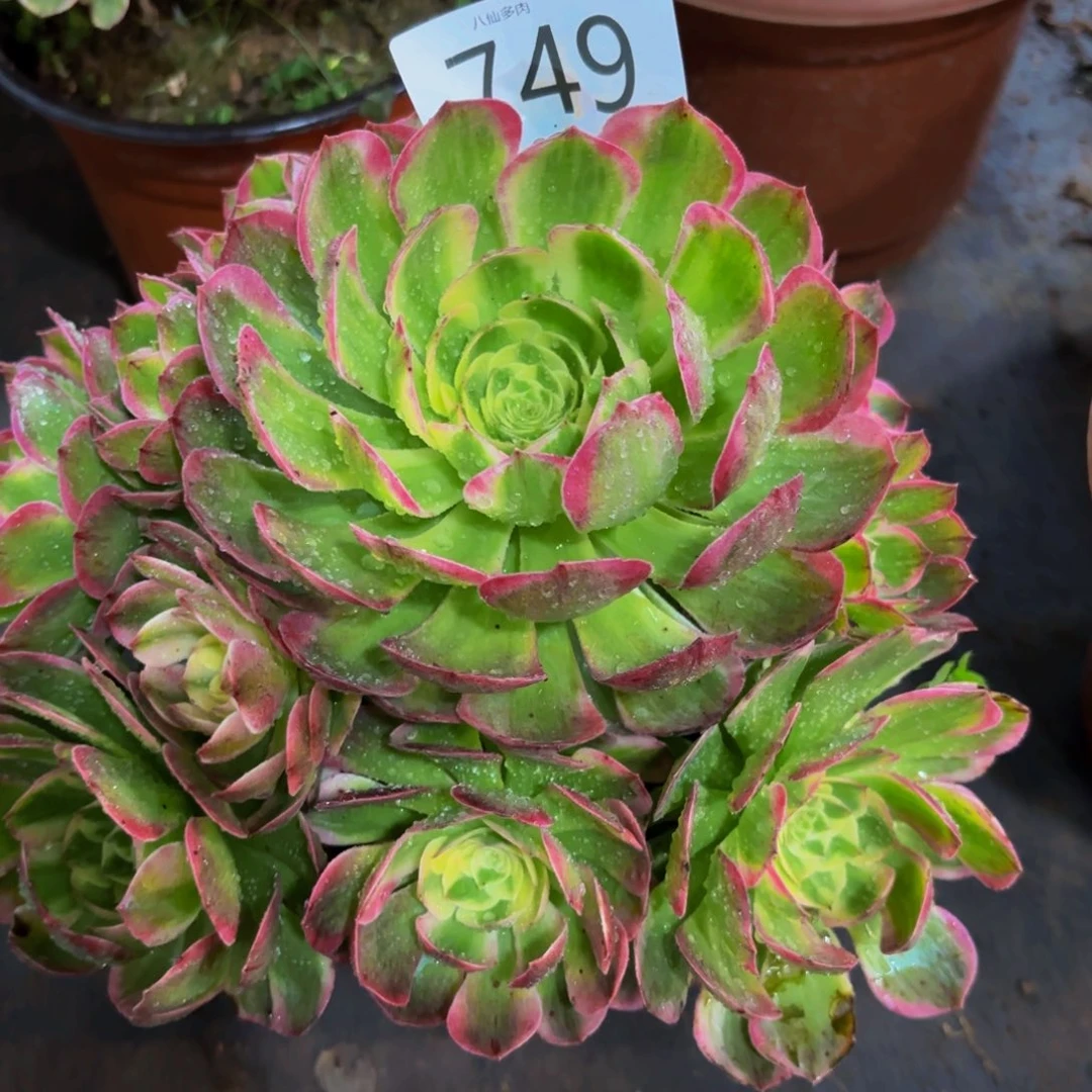 749多肉植物海鲜法师
