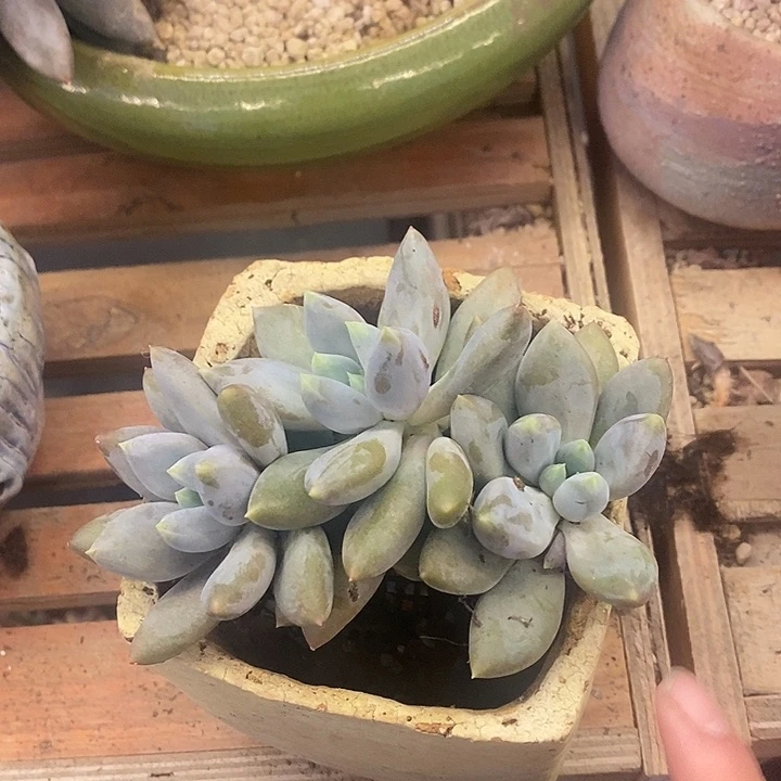 多肉植物肉肉植物