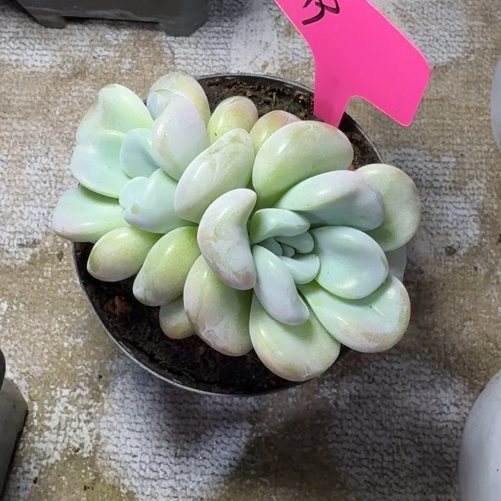 019玉麒麟新号福利价