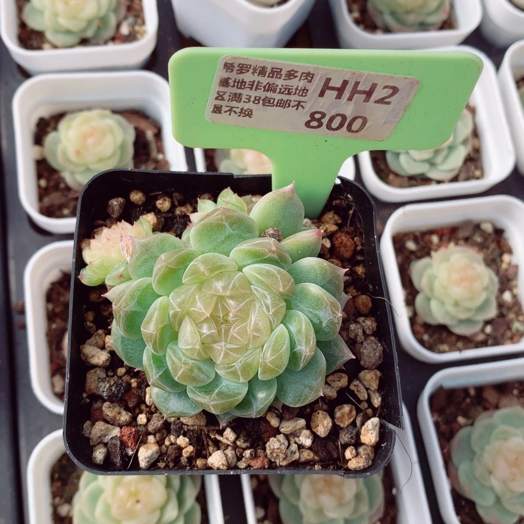 *️****泼天富贵5-6cm多肉植物