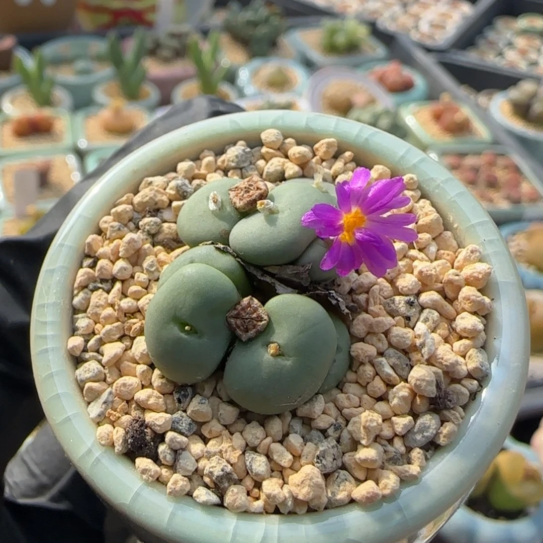 0297 -一物一拍 带盆