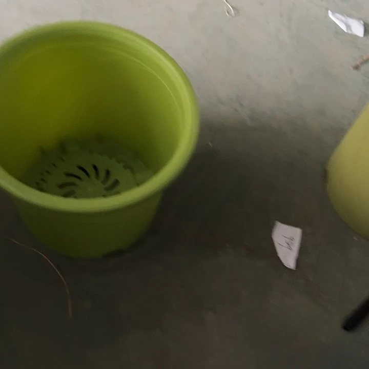 四季9号果绿无托2个